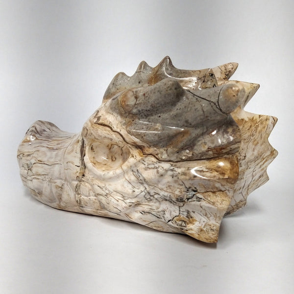 Petrified Wood Dragon Head